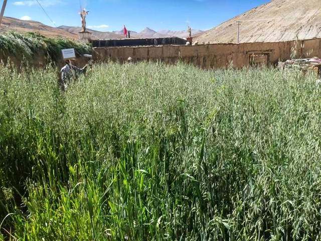 日喀则：大力推行房前屋后“冬圈夏草”野生种草形式