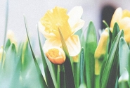 春季换盆怎么选花盆，一文教会你，简单又实用！