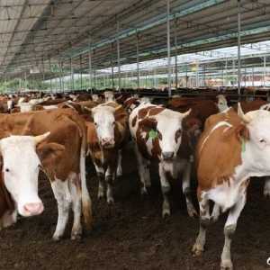 猪牛羊禽肉产量增长33.3% 河池畜牧业快速扩量提质