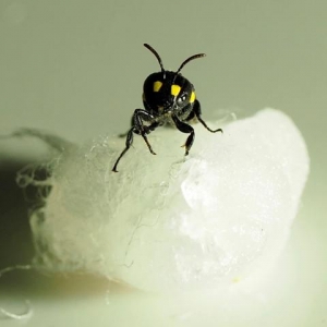 新西兰的Humble Bee Bio公司正在利用蜜蜂制造生物塑料