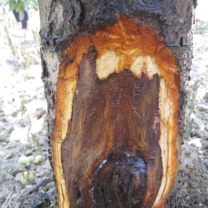 如何预防和治疗果树上的腐烂病害？建议重点注意这几点