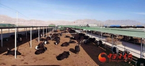 张掖山丹：规模养殖助推畜牧业快速发展