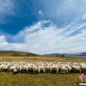 青海畜牧业实现“四增”