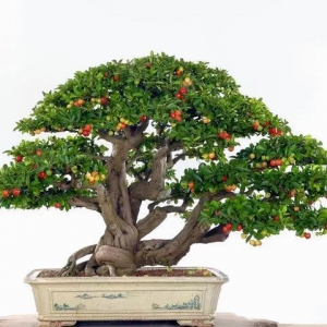 5种流行的家庭果树，能把家里变成个“小果园”，能观花还能结果