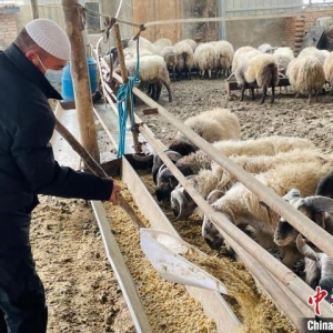 青海畜牧业高质量发展 畜禽粪污资源化利用率达82%