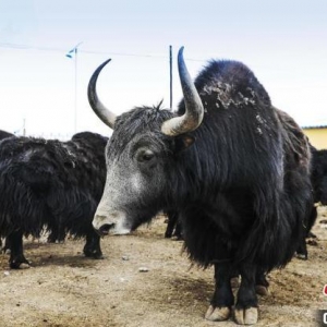 青海南部东科日草场：不以牛羊数量论实力，追求畜牧业更高质量