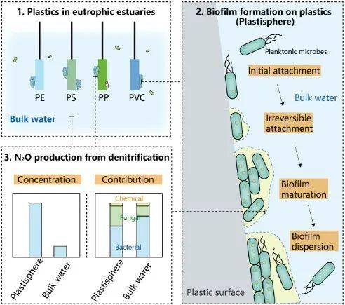 塑料的影响不但在本身 其概况的微生物影响能够更深远