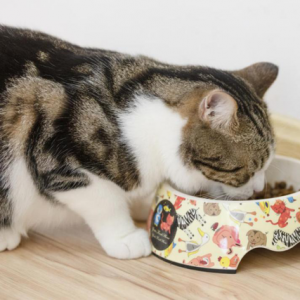 热门的6款猫粮总结！猫粮测评