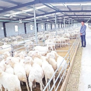 玉门市全力推进现代化畜牧业高质量发展