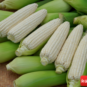 新经济在海南 | 海南绿川种苗公司落定农作物商业化育种试点项目首批鲜食玉米培育品种
