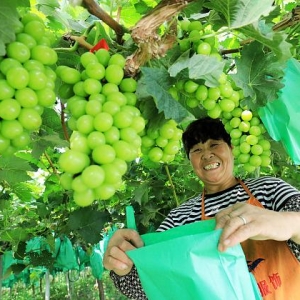 万三：水果“种苗战争”——日韩恩怨20年，中国得学着点