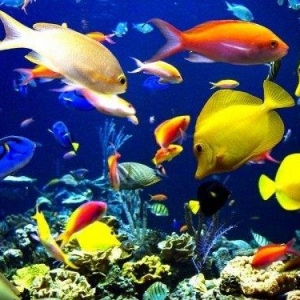 无尽的海洋中最吸人眼球，让人最漂亮的12种观赏鱼