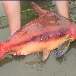 9种观赏鱼，属于中国原产，而且皮实好养，家附近河里就有