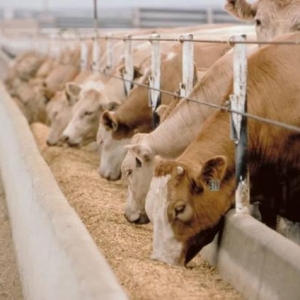 俄乌冲突致饲料短缺，西班牙意大利两国乳业畜牧业面临大危机