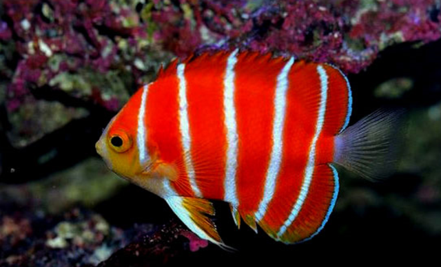 海里红白条纹的鱼图片