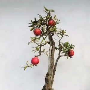 不起眼的3种“小果树”，栽进花盆里，能看又能吃，越养越值钱
