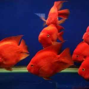 可以饲养在龙鱼缸内，九大性格相对温顺型观赏鱼，都有哪些品种？