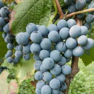 中科院植物所选育两款抗寒旱酿造葡萄品种通过国家审定