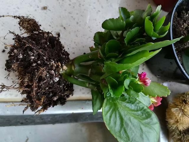 3月换花盆，5莳花要用“小花盆”养，才能长成佳构