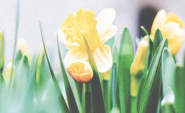 春季换盆怎样选花盆，一文教会你，简单又适用！