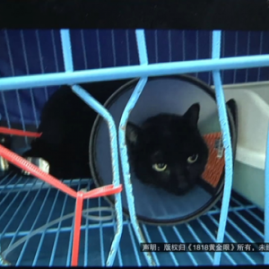 三只猫得了肠胃炎，15年养猫经验的她怀疑到了新猫粮
