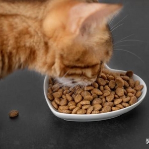 如何从营养成分判断猫粮好坏？铲屎官需要注意这3个点