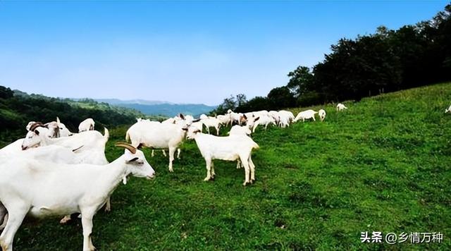 养殖秘籍至公然：畜牧业养殖的成功要诀