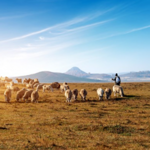 蒙古国农牧业呼唤中国投资，专家：中蒙在畜牧业合作上具有潜力