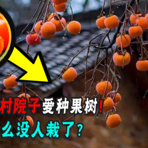 中国农村庭院的果树，为什么很少有人种了！它有什么危害吗