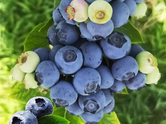 9款美味果树盆栽，无花果、蓝莓、柿子…你更喜好哪一款？