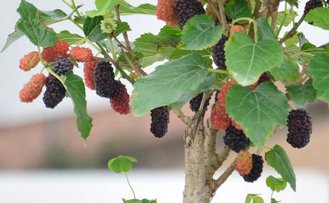 9款美味果树盆栽，无花果、蓝莓、柿子…你更喜好哪一款？