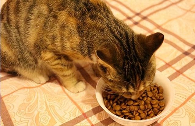 6个好法子，轻松挑选优良猫粮！