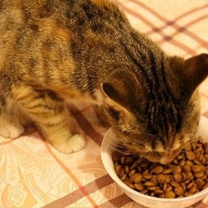6个好办法，轻松挑选优质猫粮！