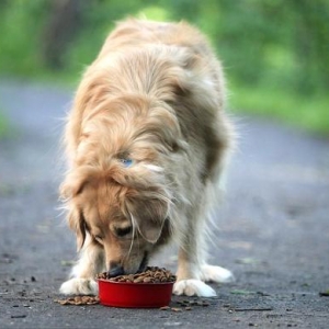 狗狗吃什么狗粮好？10大优质狗粮排行