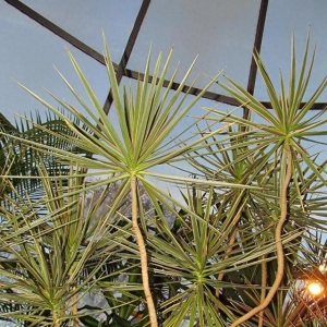 7种适合在室内种植的热带观叶植物，园艺新手也别错过