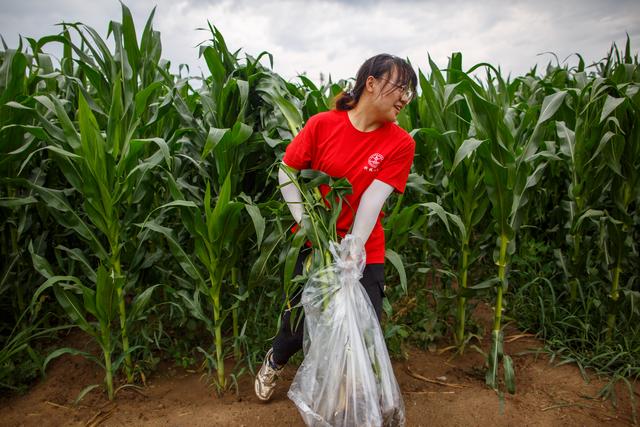 在北京，成为一位农民丨土壤、阳光，与农业“朝阳”