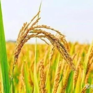 【技术观点】中国农科院发布2022十项农业科学重大进展